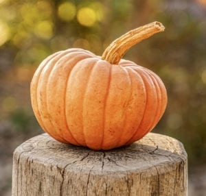 orange pumpkin sittin on a log; pumpkin puree is used in this healthy pumpkin muffin recipe
