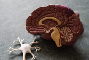 human brain and axon nerve cell model highlighting the targets of neurokinetic therapy