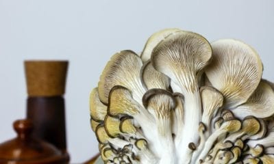 Closeup of oyster mushrooms for making wild mushroom soup