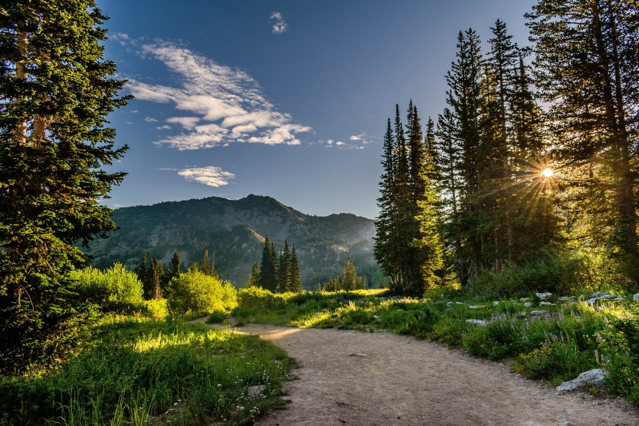 Lush green forest trail with mountains in background and sun peeking through trees, highlighting the benefits of forest bathing and breast cancer