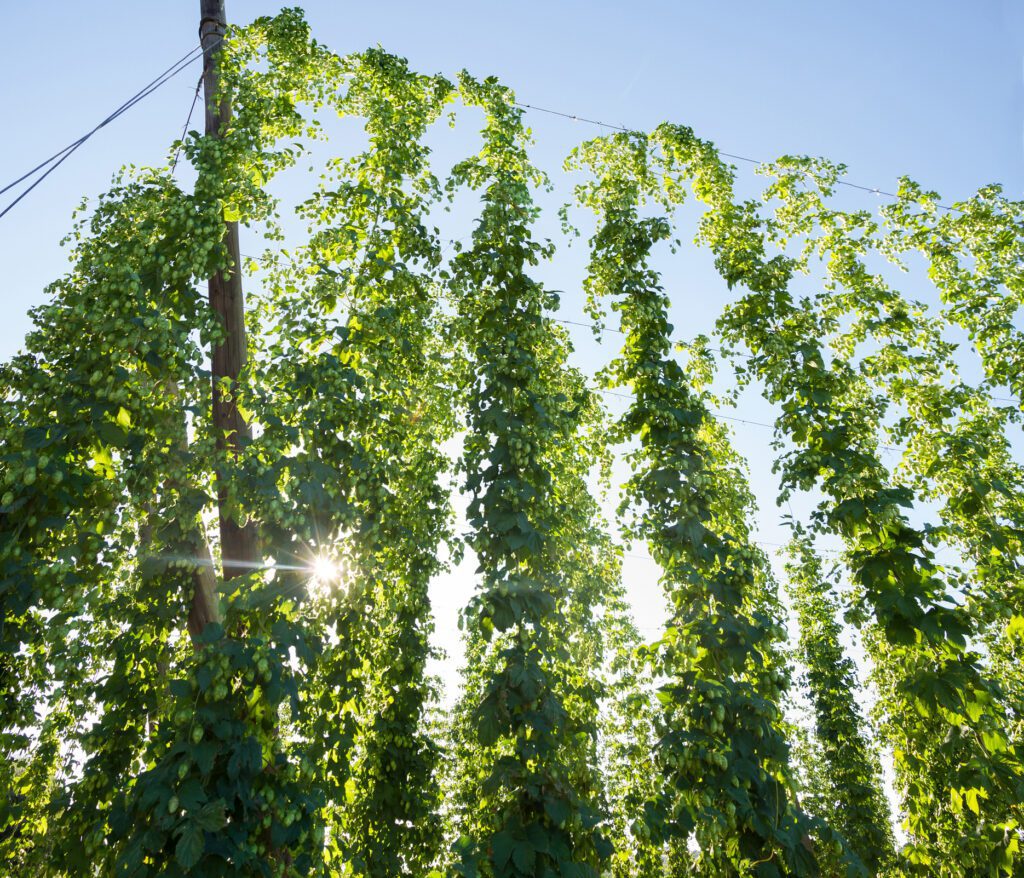 Looking up at a row of tall stocks of bitter hops plants.